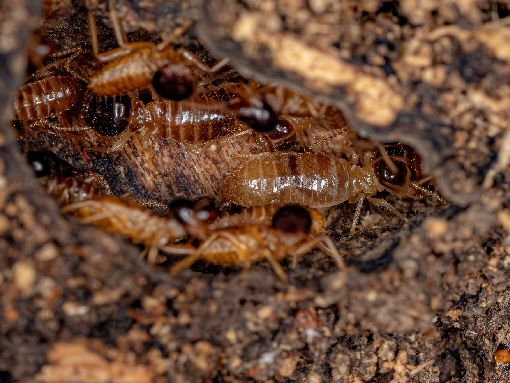 Descupinização em Jacarepaguá: saiba como se livrar dos terríveis cupins em sua casa