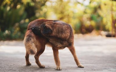 Dedetização de Carrapatos: mantenha os seus pets livres de problemas