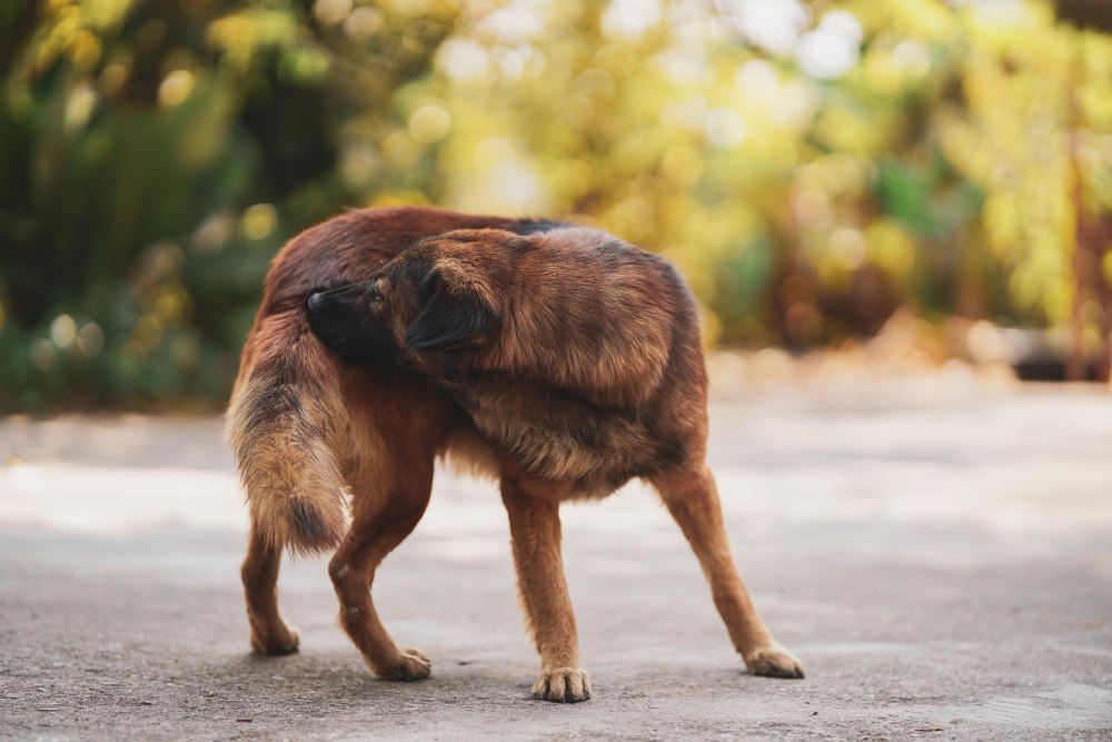 Dedetização de Carrapatos: mantenha os seus pets livres de problemas