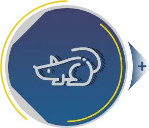 Dedetização RJ - Controle de pragas